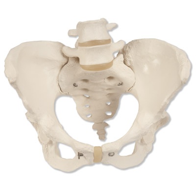 Becken-Skelett, weiblich