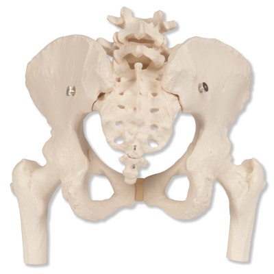 Becken-Skelett, weiblich, mit Oberschenkel - stümpfen