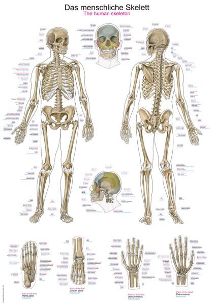 Lehrtafel Das menschliche Skelett, 70x100cm