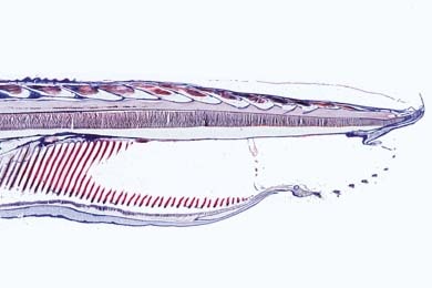 Mikropräparat - Branchiostoma, Körpermitte sagittal längs
