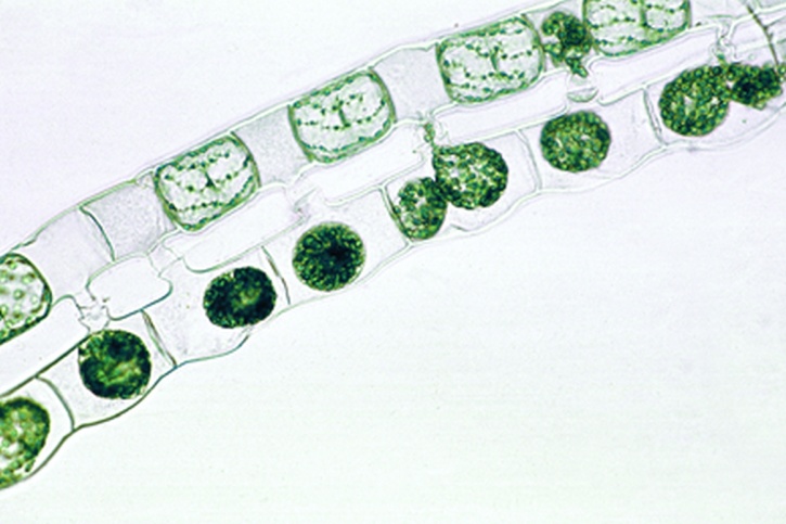 Mikropräparat - Spirogyra, Zygotenbildung