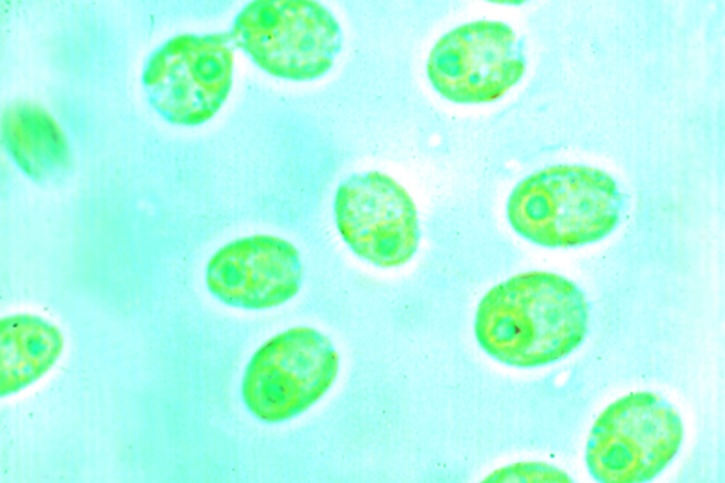 Mikropräparat - Chlamydomonas, einzellige Grünalgen