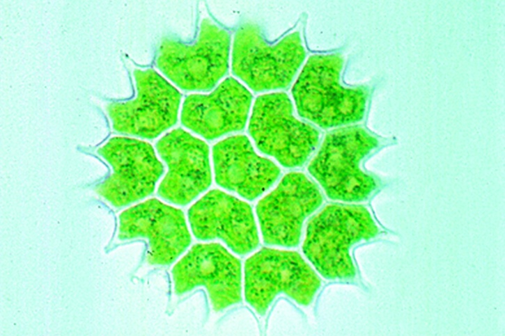 Mikropräparat - Pediastrum, flache Kolonien