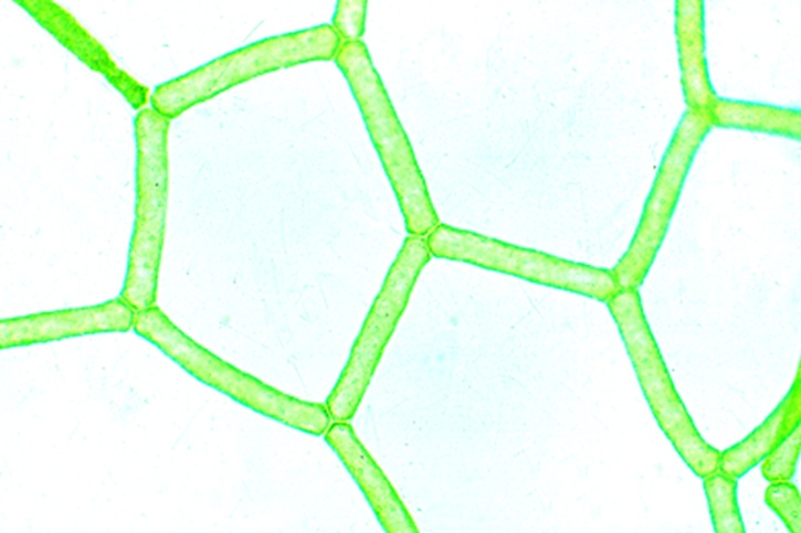 Mikropräparat - Hydrodictyon, Wassernetz, netzförmige Kolonien