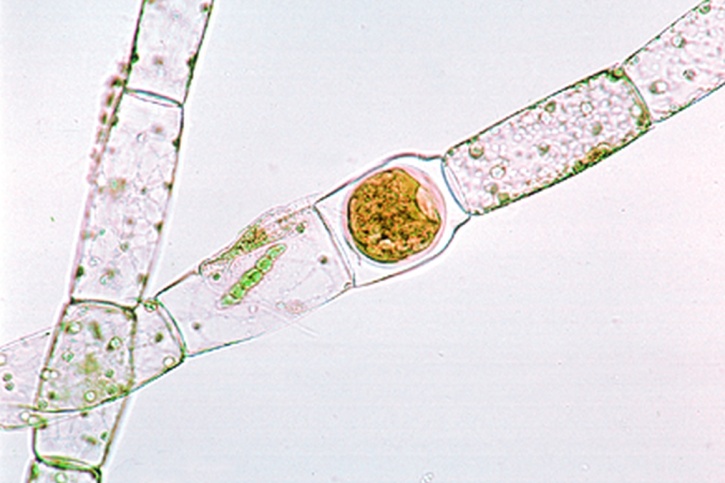 Mikropräparat - Oedogonium, unverzweigte Fadenalge, vegetativ