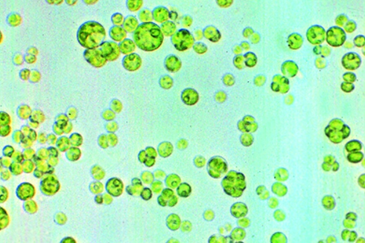Mikropräparat - Chlorella, einzellige Grünalgen