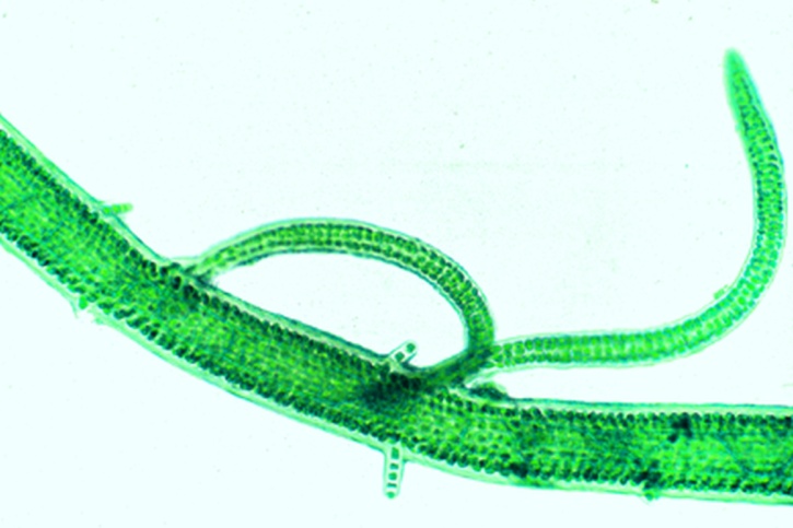Mikropräparat - Enteromorpha, Darmtang, schlauchförmiger Thallus