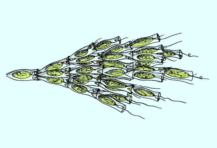 Mikropräparat - Dinobryon im Plankton, koloniebildende Goldalge