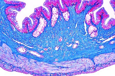Mikropräparat - Rana, Speiseröhre quer. Flimmerepithelzellen