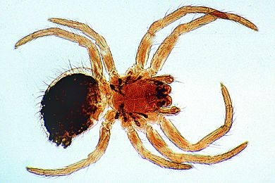 Mikropräparat - Spinne, junges Tier, total