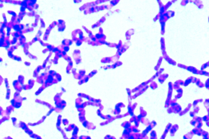 Mikropräparat - Bacillus mycoides, Wurzelbazillen. Große Organismen in Ketten gelagert, Innenkörper
