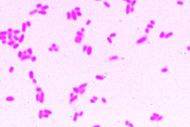 Mikropräparat - Escherichia coli. Darmbakterien. Ausstrich