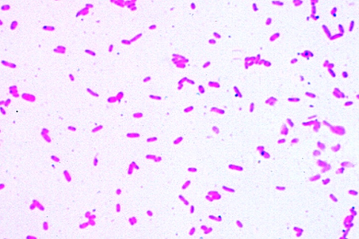 Mikropräparat - Azotobacter. Bodenbakterien. Ausstrich von Kultur