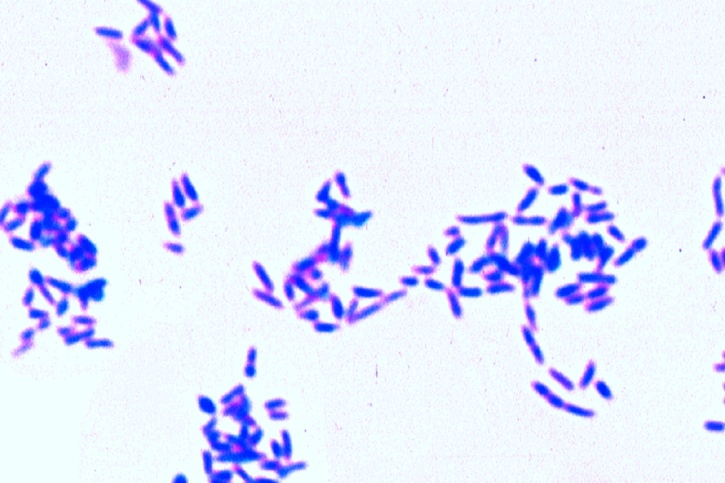Mikropräparat - Metachromatische Granula (Polkörperchen) (Corynebacterium diphth