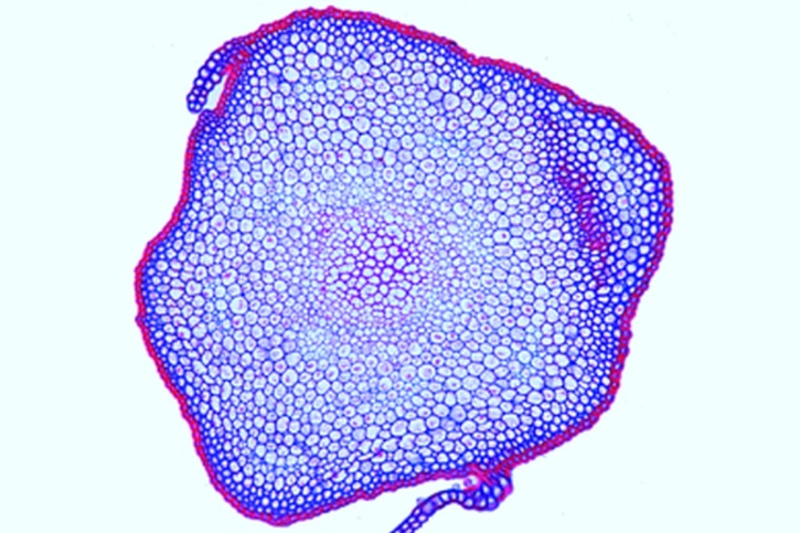 Mikropräparat - Polytrichum, Frauenhaarmoos, Stamm quer. Leitstrang und Rindengewebe