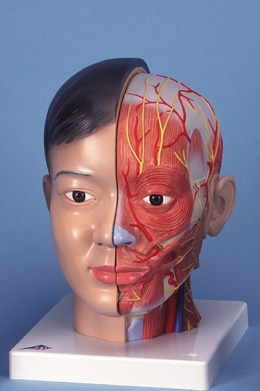 Asiatischer Kopf mit Hals, 4-teilig