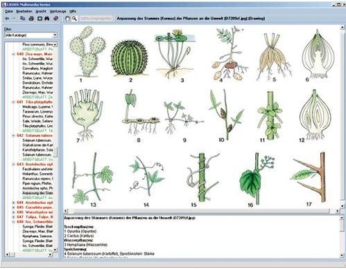 Anatomie der Blütenpflanzen (Phanerogamen), Interaktive CD-ROM