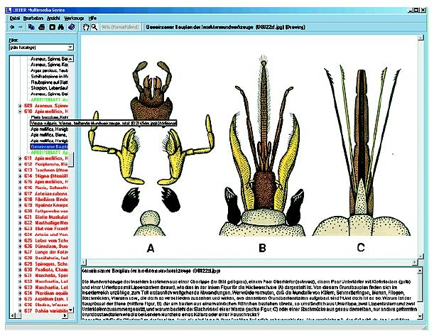 Die Welt der Insekten (neue und erweiterte Version V2.0), Interaktive CD-ROM