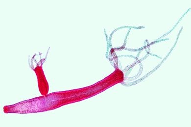 Mikropräparat - Hydra, Süßwasserpolyp, Totalpräparat. Fuß, Körper, Mundöffnung und Tentakeln mit Nesselzellen