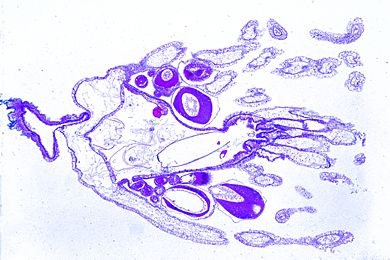 Mikropräparat - Tubularia larynx, Polypenstock