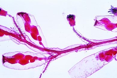 Mikropräparat - Campanularia johnstoni, Hydroidpolypenkolonie, mit Gonophoren, total