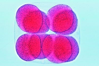 Mikropräparat - Psammechinus, Sechzehn-Zellen-Stadium