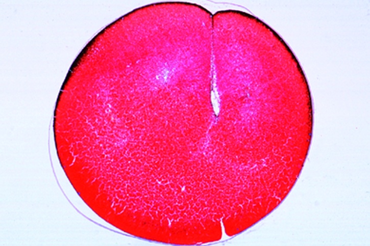 Mikropräparat - Frosch, Ei im Zwei-Zellen-Stadium (erste Furchung), Längsschnitt senkrecht zur ersten Furche