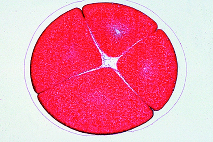 Mikropräparat - Frosch, Ei im Vier-Zellen-Stadium (zweite Furchung), Querschnitt