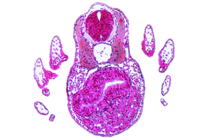 Mikropräparat - Frosch, Junges Schwanzknospenstadium, Querschnitt durch die Körperregion