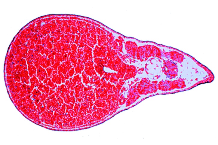 Mikropräparat - Frosch, Älteres Schwanzknospenstadium, Querschnitt durch Vornierenregion