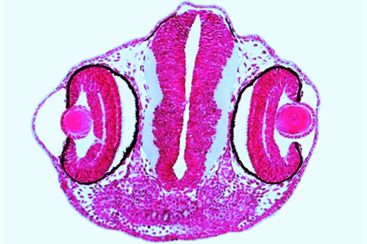 Mikropräparat - Frosch, Schlüpfreifer Embryo, Querschnitt durch die Kopfregion. Augenanlagen