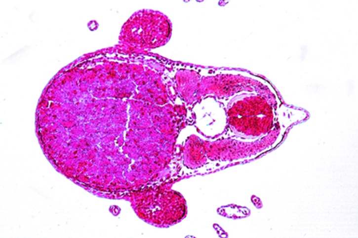 Mikropräparat - Frosch, Junge Kaulquappe, Querschnitt durch das Abdomen