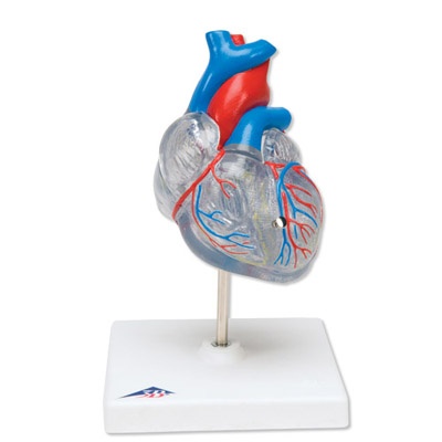 Klassik-Herz mit Reizleitungssystem, 2 teilig