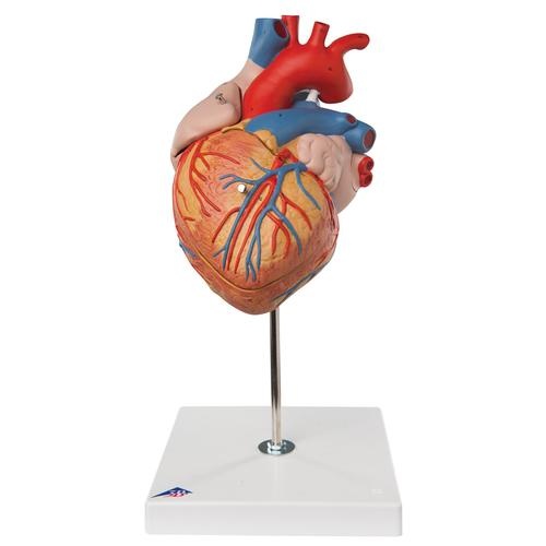 Herz, 2-fache Größe, 4-teilig