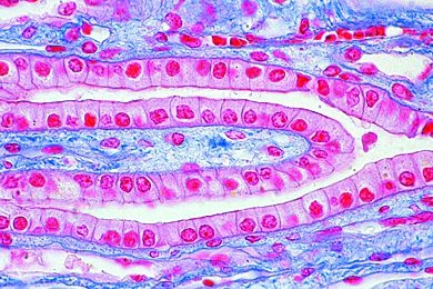 Mikropräparat - Einschichtiges Zylinderepithel im Schnitt durch Nierenkanälchen