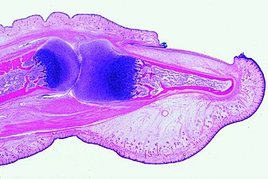 Mikropräparat - Nagelanlage vom Foetus, sagittal längs