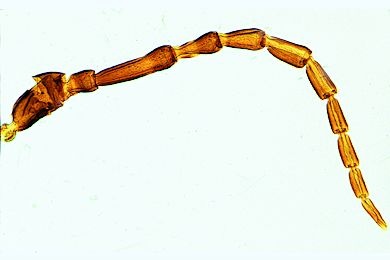 Mikropräparat - Carabus, Laufkäfer, fadenförmiger Fühler