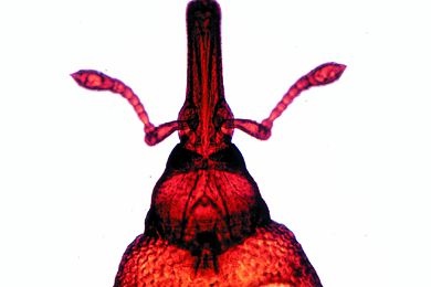 Mikropräparat - Curculionidae, Rüsselkäfer, geknieter Fühler *