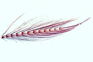 Mikropräparat - Chironomus, Zuckmücke, Männchen, allseitig gefiederter Fühler