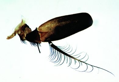 Mikropräparat - Brachycera, Fliege, Fühler als Geschwindigkeitsmesser *