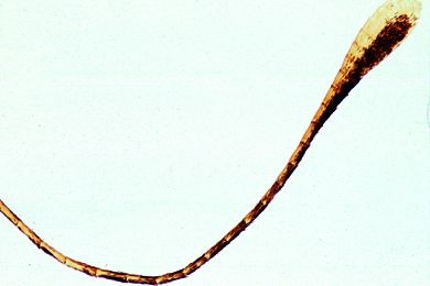 Mikropräparat - Pieris brassicae, Kohlweißling, keulenförmiger Fühler