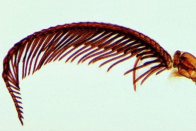 Mikropräparat - Bombyx mori, Seidenspinner, gefiederter Fühler