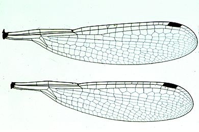 Mikropräparat - Zygoptere, Kleinlibelle, Flügel *