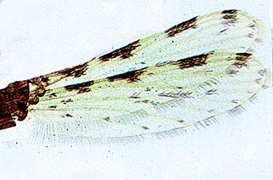 Mikropräparat - Anopheles, Malariamücke, Flügel