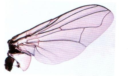 Mikropräparat - Musca domestica, Stubenfliege, Flügel
