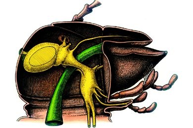 Mikropräparat - Prognather Insektenkopf (Carausius), sagittal längs