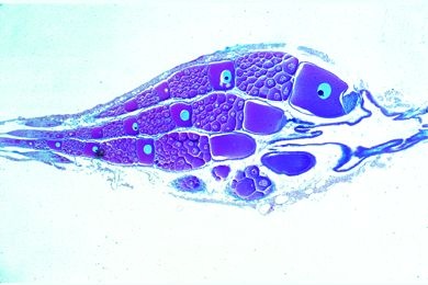 Mikropräparat - Insektenovarium mit polytrophen Ovariolen, längs ...