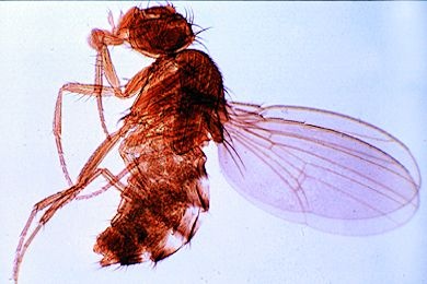 Mikropräparat - Drosophila, Taufliege, Männchen total