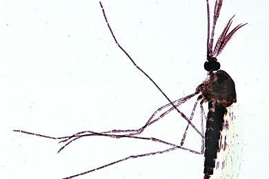 Mikropräparat - Anopheles, Malariamücke, Männchen total