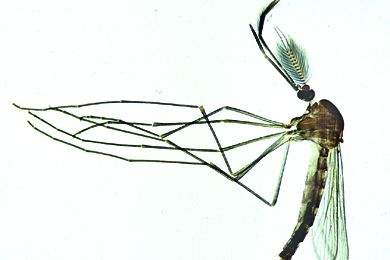 Mikropräparat - Culex pipiens, Stechmücke, Männchen Totalpräparat